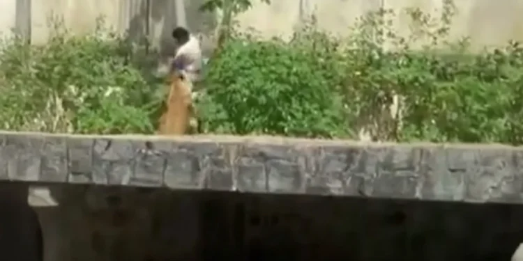 Video: Kafshet e kopshtit zoologjik, një luan sulmon për vdekje një të ri që kalon murin.