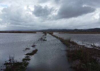 1200 hektarë tokë e përmbytur në Lushnjë e Divjakë: Dëme të mëdha në bujqësi, blegtoria në rrezik
