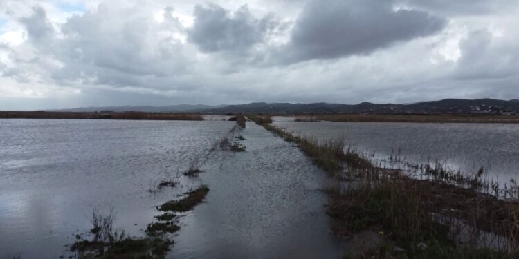 1200 hektarë tokë e përmbytur në Lushnjë e Divjakë: Dëme të mëdha në bujqësi, blegtoria në rrezik