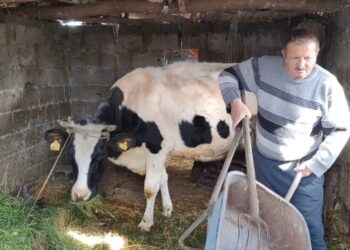 Bagëtitë po vuajnë nga mungesa e ushqimit/ Në Ferras të Kuçovës fillon evidentimi i dëmeve, fermerët shprehin shqetësimin për vonesat.