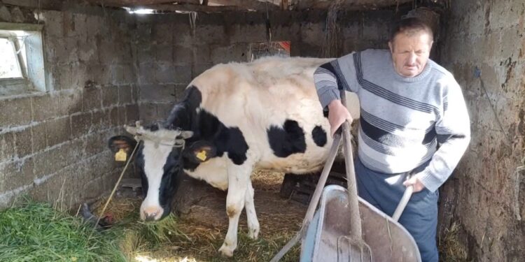 Bagëtitë po vuajnë nga mungesa e ushqimit/ Në Ferras të Kuçovës fillon evidentimi i dëmeve, fermerët shprehin shqetësimin për vonesat.