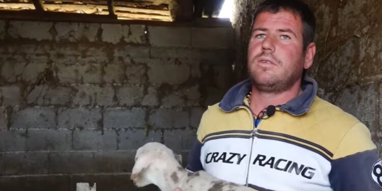 Bujqësia e Semanit shkakton dëme: Blegtorët në Berat humbin kafshët dhe ushqimet, gjithçka është shkatërruar.