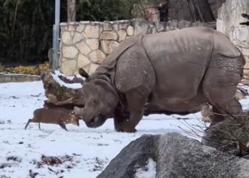 Davidi (dreri) dhe Goliathi (rinoceronti) ‘përplasen’ në një video virale nga një kopsht zoologjik në Poloni