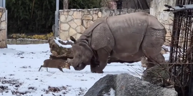 Davidi (dreri) dhe Goliathi (rinoceronti) ‘përplasen’ në një video virale nga një kopsht zoologjik në Poloni