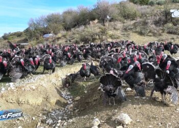 Fiks Fare: I moshuari nga Kuçova denoncon mashtrimin pas marrjes së pulave dhe qindra vezëve pa paguar asnjë lekë.