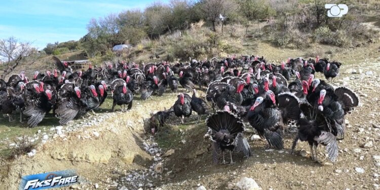 Fiks Fare: I moshuari nga Kuçova denoncon mashtrimin pas marrjes së pulave dhe qindra vezëve pa paguar asnjë lekë.