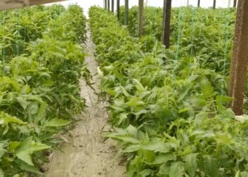 Lumi i Serat i merr, dëme të mëdha në fshatrat e Kuçovës nga përmbytjet e Vjosës: Fermerët paralajmërojnë falimentim nëse nuk marrin ndihmë