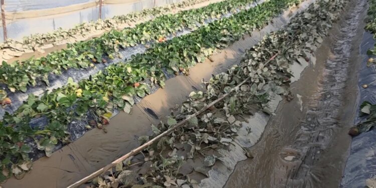 Pasojat e përmbytjeve: Vjosa tërhiqet, zbulohet dëmi në kultivimet në Fier.