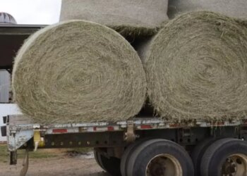 Tragjedia e 25-vjeçarit në Itali: Një ngjarje e tmerrshme në makinerinë e grirjes së kashtës