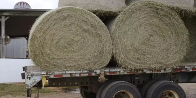 Tragjedia e 25-vjeçarit në Itali: Një ngjarje e tmerrshme në makinerinë e grirjes së kashtës