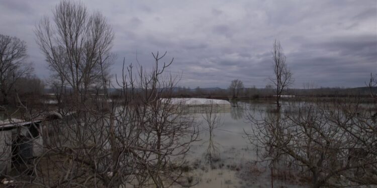 "Uji na përmbyti, do largohemi" - Fermeri nga Kuçova tregon për serra 5 dynymë të goditura nga përmbytja.