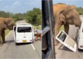 Video/ Momente të panicit, elefantët sulmojnë minifurgonin e mbushur me turistë, shkatërrojnë dyert.