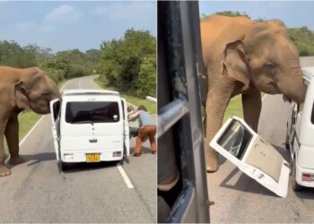 Video/ Momente të panicit, elefantët sulmojnë minifurgonin e mbushur me turistë, shkatërrojnë dyert.