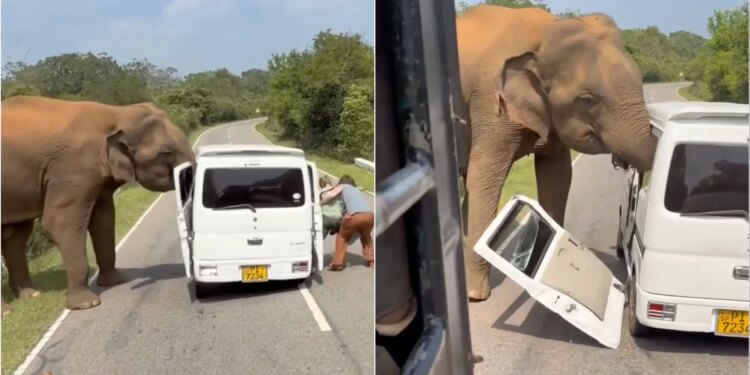Video/ Momente të panicit, elefantët sulmojnë minifurgonin e mbushur me turistë, shkatërrojnë dyert.