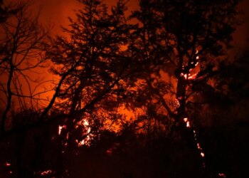 Zjarret në pyjet e Argjentinës, shpallet gjendja emergjente në Patagoni