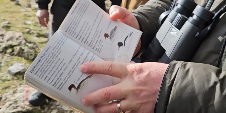 Zogjtë regjistrohen: Në liqenet e Prespës rritet numri i shpendëve të rrallë, do të bëhet numërimi edhe në Ohër