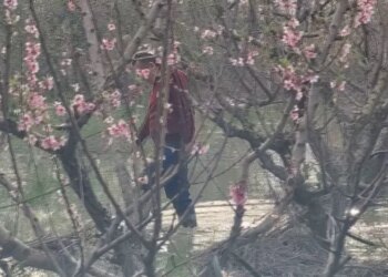 300 hektarë të mbuluara nga uji për dy muaj, fermerët në Lushnjë paralajmërojnë për dëme të konsiderueshme