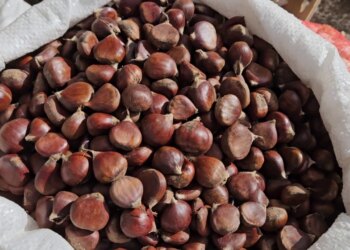 Fshati i gështenjave, burimi kryesor i jetesës për banorët: "Na ndihmon të mbajmë familjet"