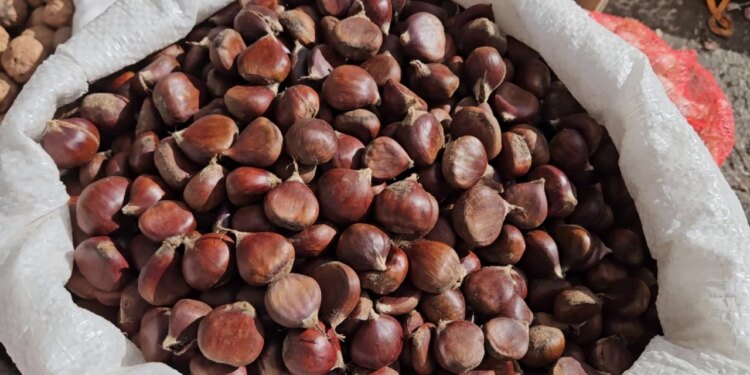 Fshati i gështenjave, burimi kryesor i jetesës për banorët: "Na ndihmon të mbajmë familjet"