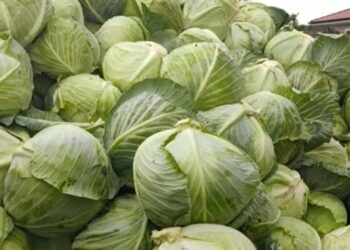 Greva ndalon eksportet, fermerët e Divjakës janë të detyruar të shesin produktet me humbje.