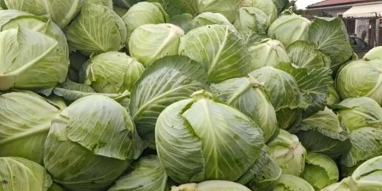 Greva ndalon eksportet, fermerët e Divjakës janë të detyruar të shesin produktet me humbje.