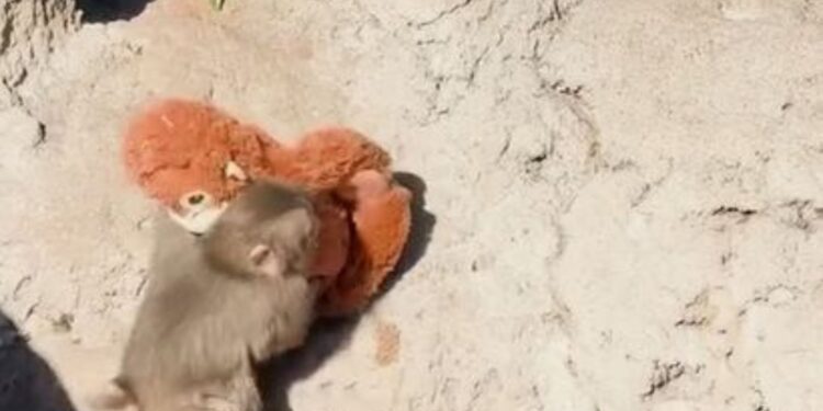 Historia e Punch, majmuni i vogël në një kopsht zoologjik në Japoni që është bërë virale në rrjetet sociale