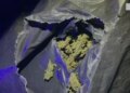 Operacioni Jug-Veri: Goditet grupi i trafikut të drogës, arrestohen 4 persona, sekuestrohen armë dhe 41 kg kanabis sativa