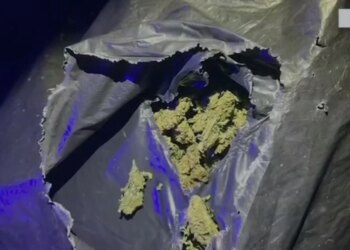 Operacioni Jug-Veri: Goditet grupi i trafikut të drogës, arrestohen 4 persona, sekuestrohen armë dhe 41 kg kanabis sativa