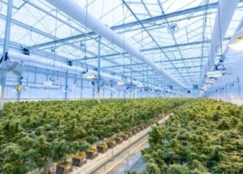 Policia e Maqedonisë së Veriut konfiskon mbi 30 ton kanabis, një nga sasi të mëdha ndonjëherë të kapura.