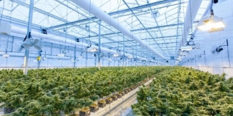 Policia e Maqedonisë së Veriut konfiskon mbi 30 ton kanabis, një nga sasi të mëdha ndonjëherë të kapura.