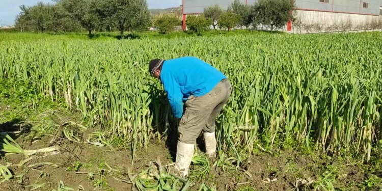 Presha në Lushnjë përballet me sfida/ Fermerët ankohen: Kërkesa është e lartë, por çmimi mbetet i ulët dhe nuk mbulon kostot.