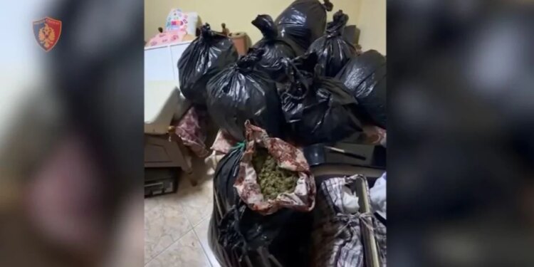 Prodhimi dhe tregtimi i drogës, dy të arrestuar në Vlorë, 57 kg kanabis të sekuestruara