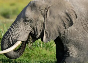 Tragjedia në Indi: 18 elefantë godasin një shtëpi, 4 anëtarë të një familjeje humbasin jetën, përfshirë një foshnjë tre muajshe.