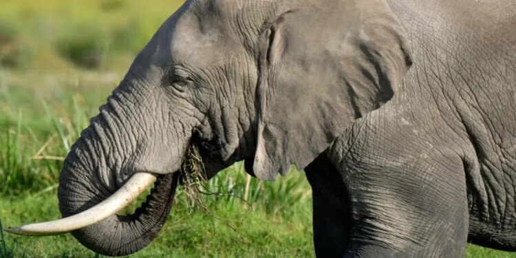 Tragjedia në Indi: 18 elefantë godasin një shtëpi, 4 anëtarë të një familjeje humbasin jetën, përfshirë një foshnjë tre muajshe.