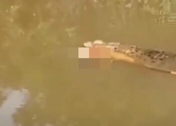 Tragjedia në Indonezi: Një grua 35-vjeçare humb jetën pas sulmit të një krokodili, kishte hyrë në lumë për të grumbulluar midhje.