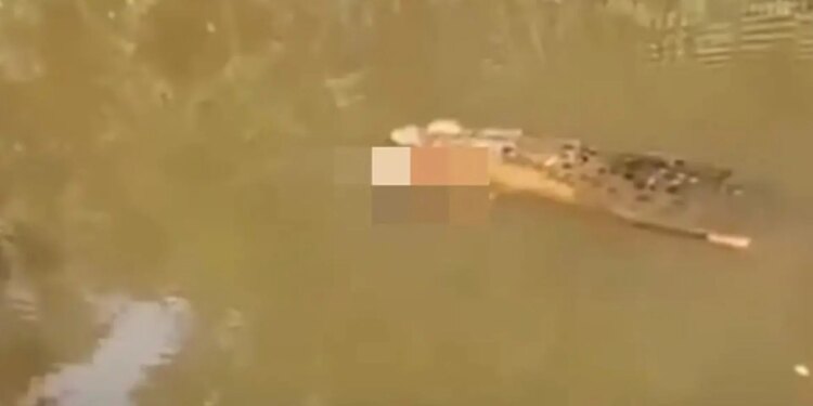 Tragjedia në Indonezi: Një grua 35-vjeçare humb jetën pas sulmit të një krokodili, kishte hyrë në lumë për të grumbulluar midhje.