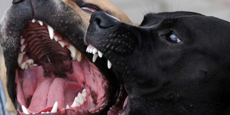 Tragjike: 51-vjeçari ndërron jetë pas një ataku kardiak, trupi i tij përdoret si "ushqim" për tre qenët e tij.