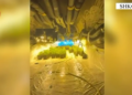 Tunel për kultivimin e kanabisit zbulohet në Shkodër, dy “pronarët” kapen në flagrancë, arrestohet edhe një punonjës i OSHE-së.