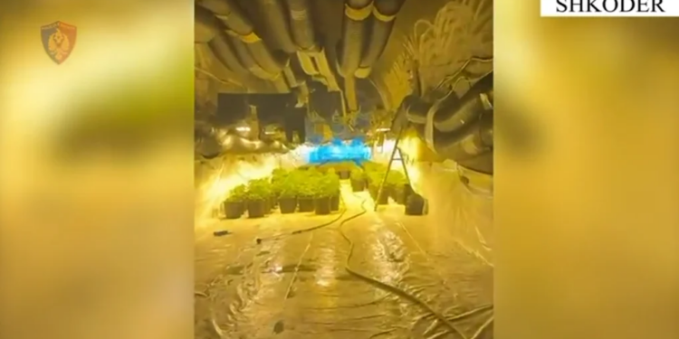 Tunel për kultivimin e kanabisit zbulohet në Shkodër, dy “pronarët” kapen në flagrancë, arrestohet edhe një punonjës i OSHE-së.