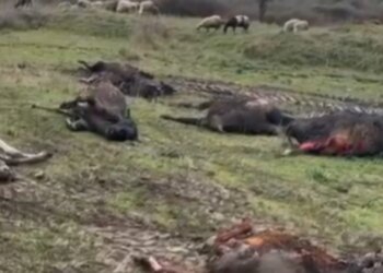 Zjarri përfshin një stallë me gjedhë në Selenicë: 22 lopë dhe viça të djegur, dyshohet për shkëndijë elektrike si shkak.