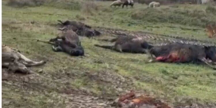 Zjarri përfshin një stallë me gjedhë në Selenicë: 22 lopë dhe viça të djegur, dyshohet për shkëndijë elektrike si shkak.