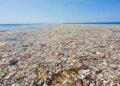 “‘Ishulli’ që s’duhet të jetë, si mbeturinat formuan një ekosistem të rrezikshëm në Oqeanin Paqësor”
